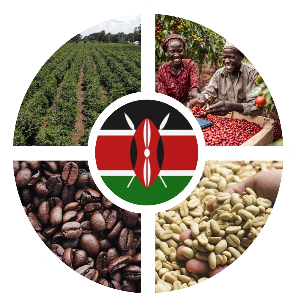 Kenya coffee value chain — cherry, factory, beans and farmer photos